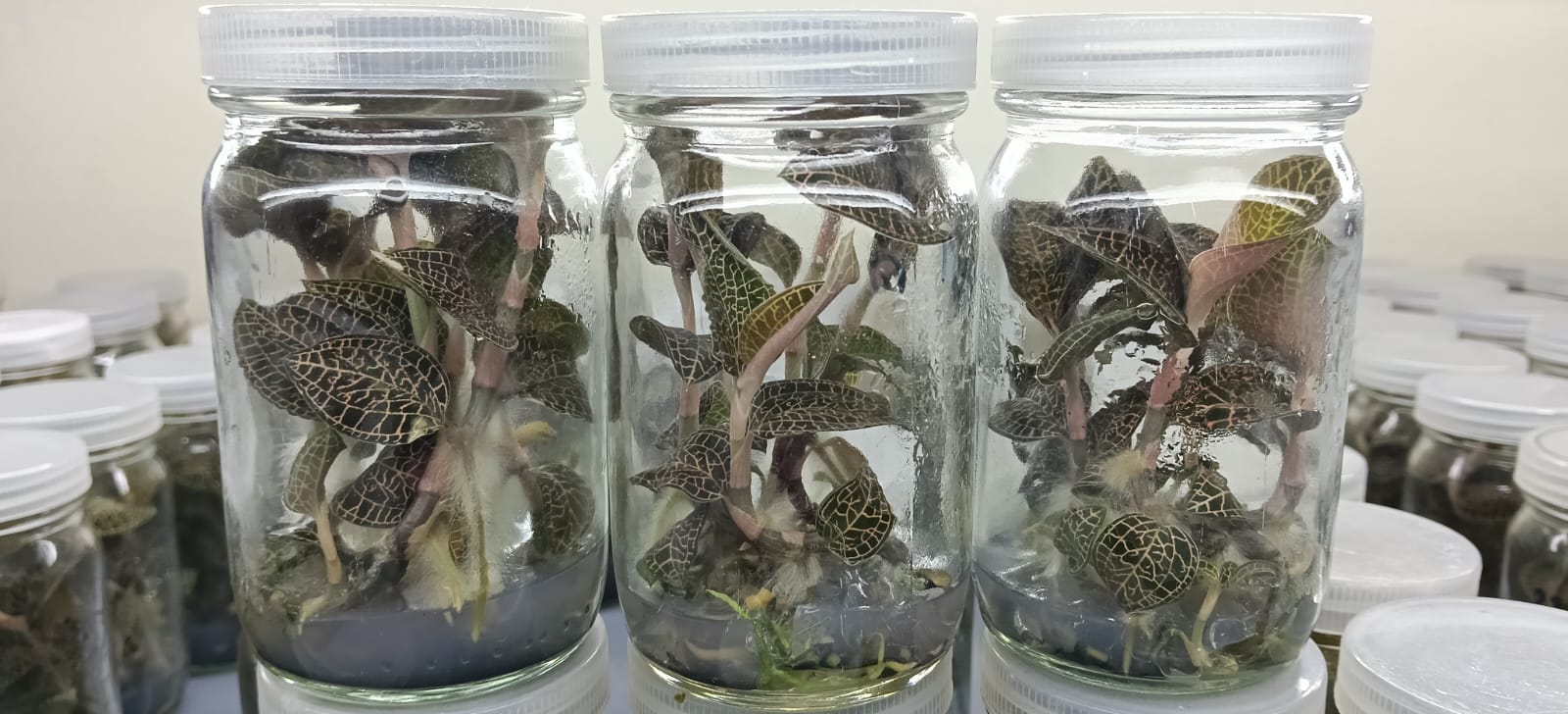 Anoectochilus tissue culture jars