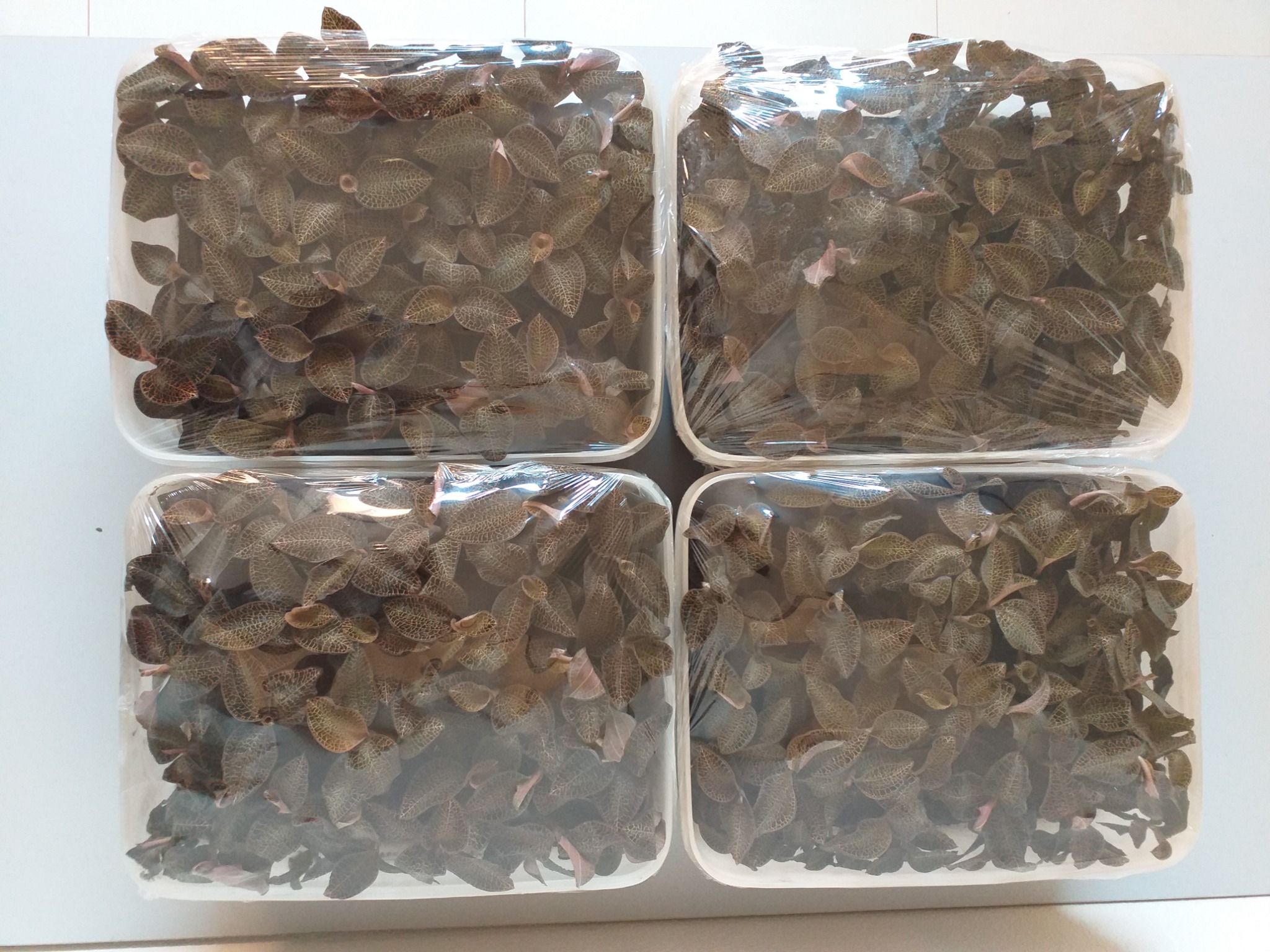 Anoectochilus seedlings